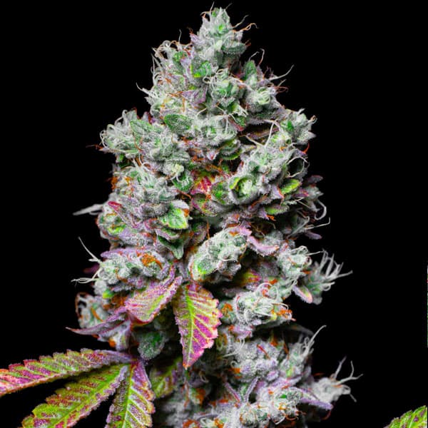 Mochi Seed > Pure Instinto | Feminized Cannabis   |  Indica